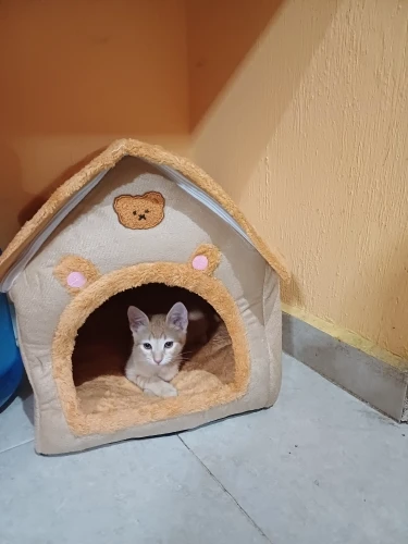 Cozy Foldable Pet House: Washable Cave for Cats & Small Dogs photo review