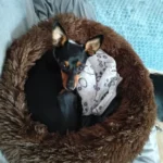 Cozy Round Pet Bed in Stylish Gradient for Large Dogs photo review