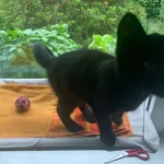 Sunny Cat Hammock Bed - Cozy Aerial Window Nest for Cats photo review