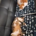 Cozy Plush Cat & Small Dog Bed Mat - Breathable & Soft photo review