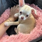 Cozy Round Plush Dog & Cat Bed for Ultimate Warmth & Style photo review