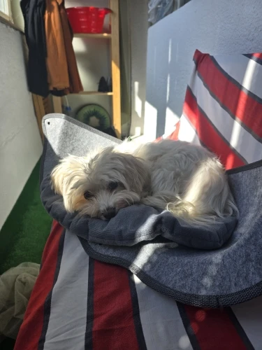 Cozy Cat Hammock with Suction Cups – Elevated Sunbathing Bed photo review