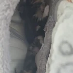 Cozy Cotton Cat Cave: Ultimate Winter Pet Bed Retreat photo review