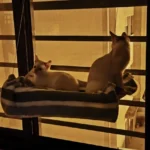 Sunny Cat Hammock Bed - Cozy Aerial Window Nest for Cats photo review