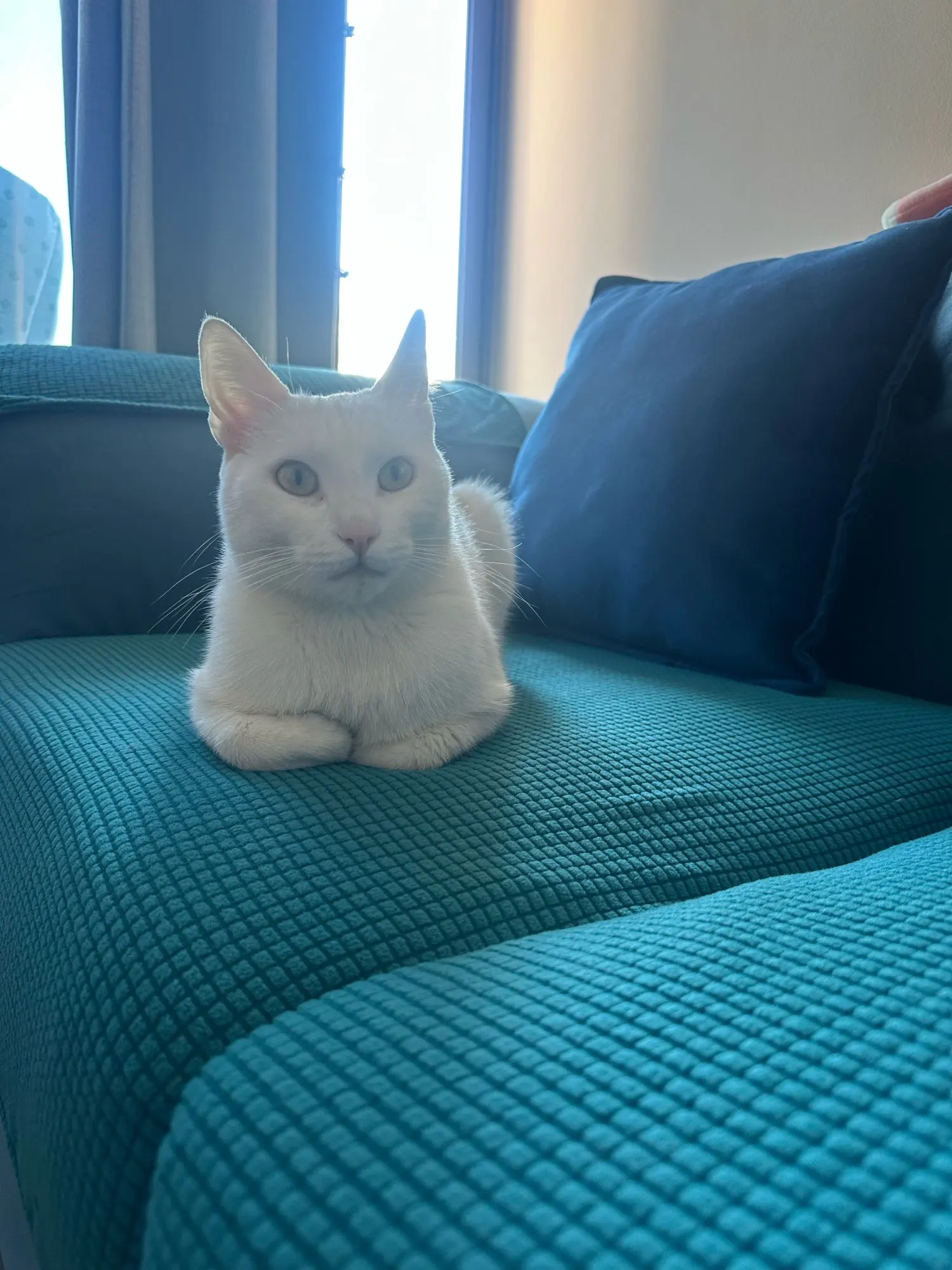 Luxurious Stretch Sofa Cover – Ultimate Living Room Protection photo review