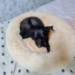 Cozy Round Pet Bed in Stylish Gradient for Large Dogs photo review