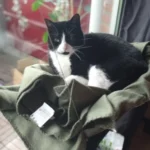 Sunny Cat Hammock Bed - Cozy Aerial Window Nest for Cats photo review