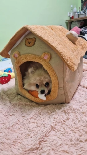 Cozy Foldable Pet House: Washable Cave for Cats & Small Dogs photo review