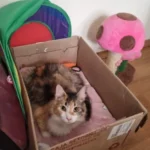 Cozy Plush Cat & Small Dog Bed Mat - Breathable & Soft photo review