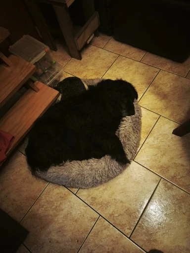 Plush Donut Cat Bed: Cozy, Washable Comfort for Pets photo review