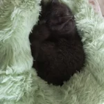 Plush Donut Cat Bed: Cozy, Washable Comfort for Pets photo review