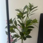 Lifelike Tropical Ficus Tree - No-Maintenance Home Decor photo review