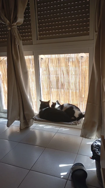 Cozy Cat Hammock: Sunlit Window Nest for Happy Felines photo review