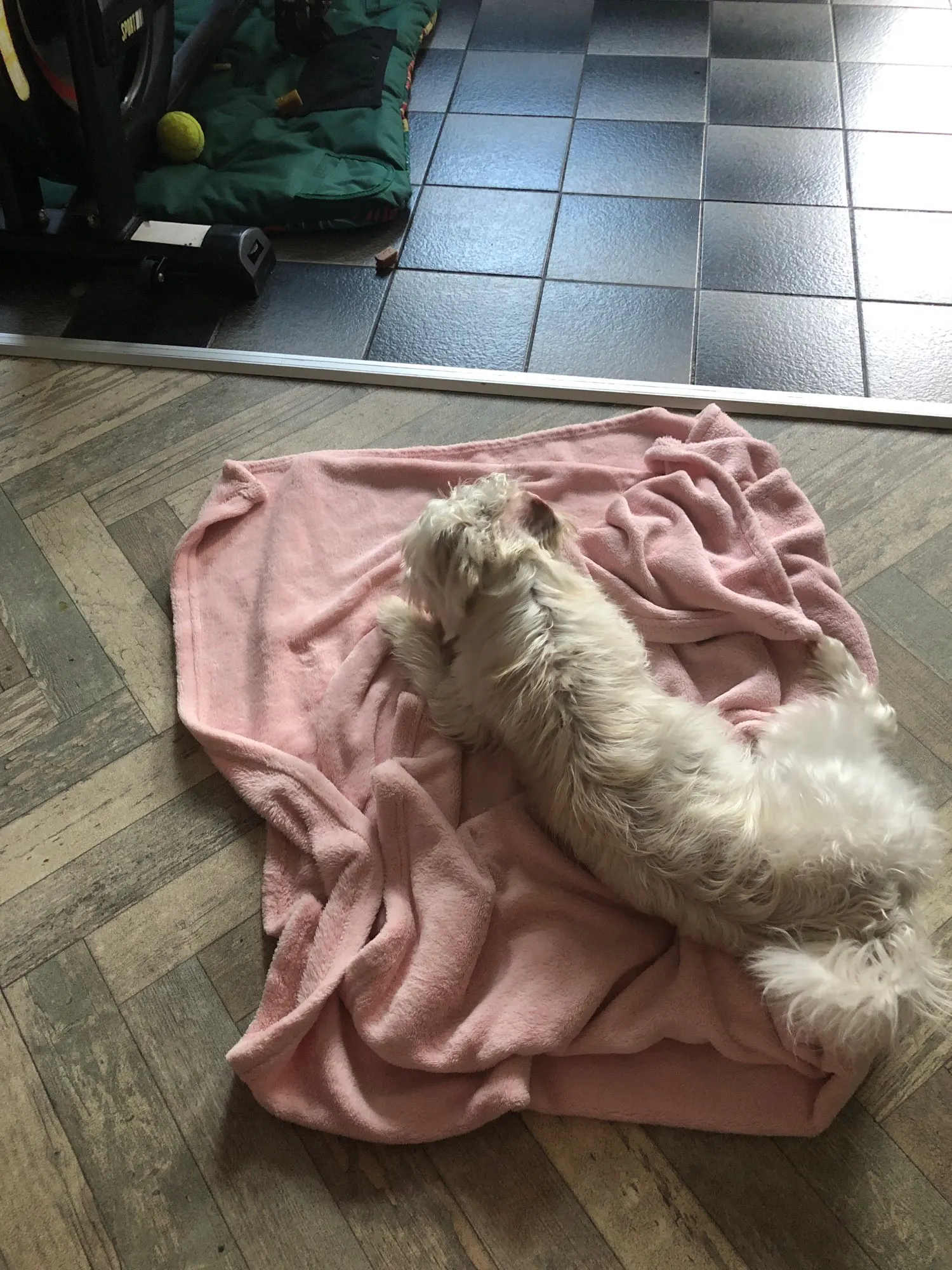 Cozy Bear Paw Pet Bed - Fluffy Comfort for All Sizes photo review