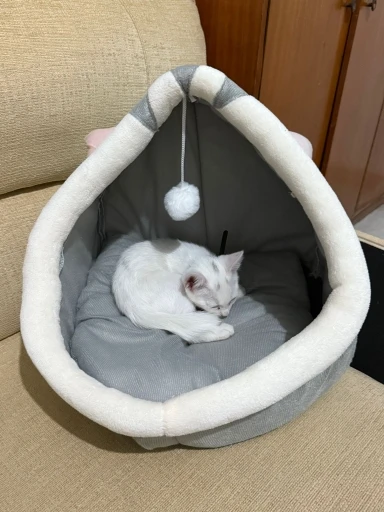 Cozy Cartoon Cat Bed: Removable, Washable, & Foldable Delight photo review