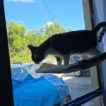 Sunny Cat Hammock Bed - Cozy Aerial Window Nest for Cats photo review