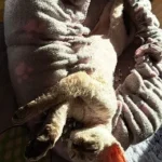 Cozy Adjustable Cotton Pet Nest Bed for Cats & Puppies photo review