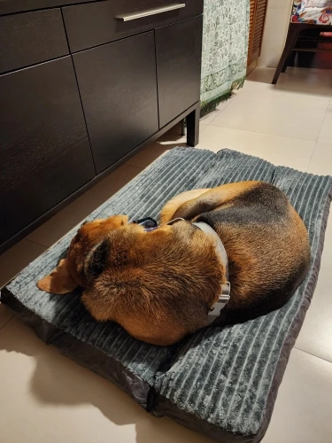 Cozy Corduroy Dog Bed - Detachable & Washable Comfort Mat photo review