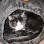 Cozy Cotton Cat Cave: Ultimate Winter Pet Bed Retreat photo review