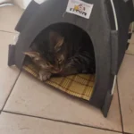 Versatile Foldable Cat Tent: Cool & Cozy All-Season Haven photo review