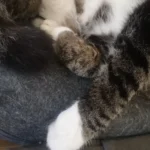 Cozy Felt Donut Cat Bed & Tunnel - Interactive Play Haven photo review