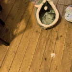 Cozy Cartoon Cat Bed: Removable, Washable, & Foldable Delight photo review