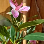 Lifelike Tropical Ficus Tree - No-Maintenance Home Decor photo review