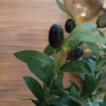 Lifelike Olive Leaves Branch - 1 or 3 Pcs for Elegant Decor photo review