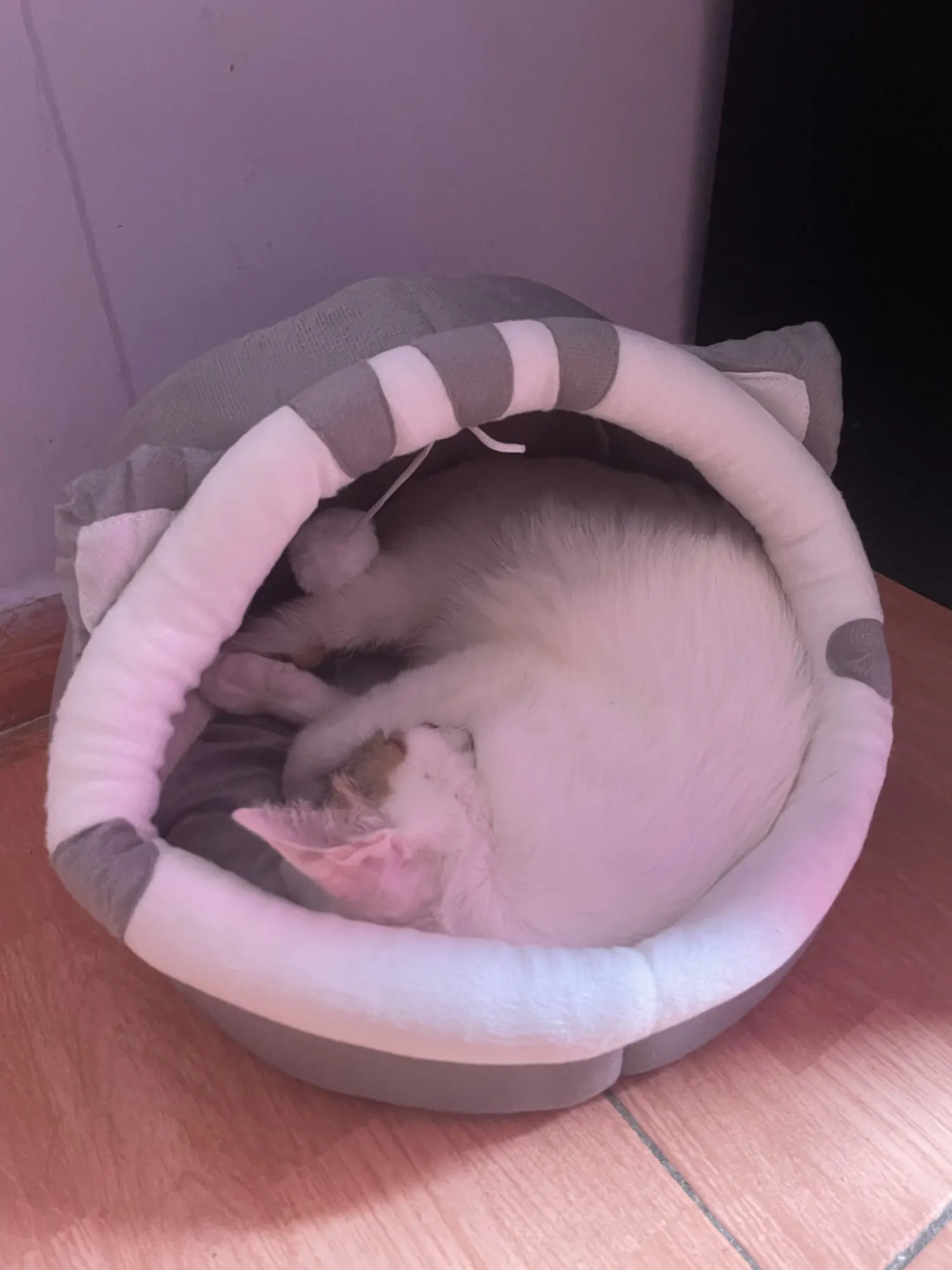 Cozy Cotton Cat Cave: Warm Pet Bed for Cats & Small Dogs photo review