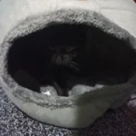 Cozy Cotton Cat Cave: Ultimate Winter Pet Bed Retreat photo review