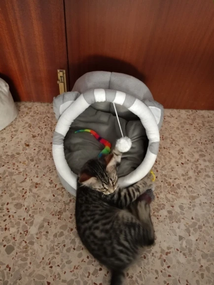 Cozy Cotton Cat Cave: Warm Pet Bed for Cats & Small Dogs photo review