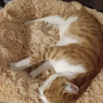 Cozy Round Pet Bed in Stylish Gradient for Large Dogs photo review