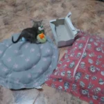 Cozy Adjustable Cotton Pet Nest Bed for Cats & Puppies photo review