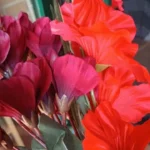 Elegant Magnolia Silk Flower Set - 5 Forks, 20 Heads for Home Decor photo review