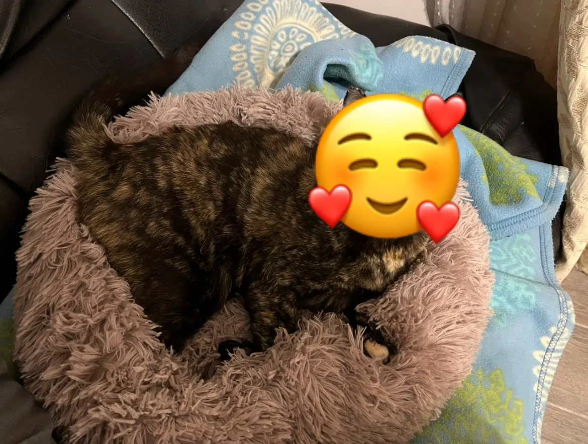 Cozy Round Plush Dog & Cat Bed for Ultimate Warmth & Style photo review