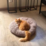 Plush Donut Cat Bed: Cozy, Washable Comfort for Pets photo review