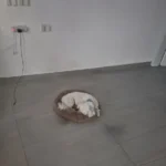 Cozy Plush Cat Bed for Ultimate Warmth & Comfort photo review