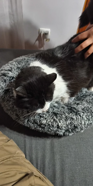 Cozy Round Pet Bed in Stylish Gradient for Large Dogs photo review