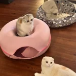 Cozy Dual Cat Bed & Tunnel - Interactive Plush Nest photo review