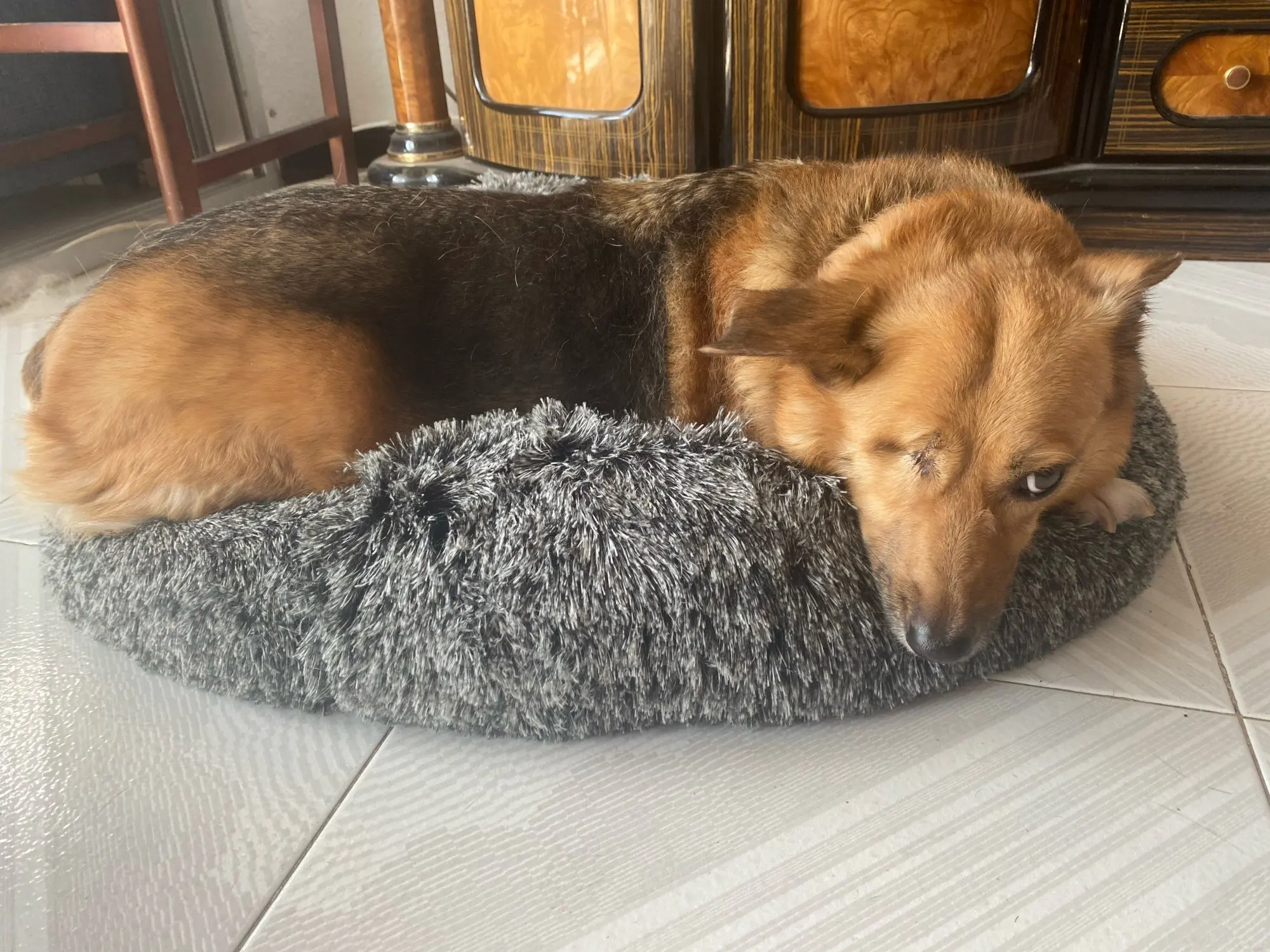 Plush Donut Cat Bed: Cozy, Washable Comfort for Pets photo review