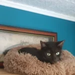 Home Plush Pet Nest Winter Cat Nest Dog Nest Warm Detachable and Washable Round Cat Nest Pet Bed Seasonal Universal Decoration photo review