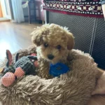 Cozy Plush Cat Bed for Ultimate Warmth & Comfort photo review