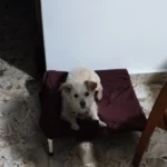 Portable Elevated Dog Bed for Camping & Travel Comfort photo review