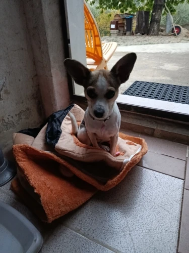 Cozy Foldable Pet House: Washable Cave for Cats & Small Dogs photo review