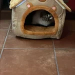 Cozy Foldable Pet House: Washable Cave for Cats & Small Dogs photo review