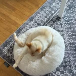 Plush Donut Cat Bed: Cozy, Washable Comfort for Pets photo review