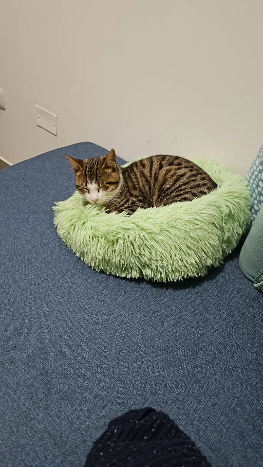 Home Plush Pet Nest Winter Cat Nest Dog Nest Warm Detachable and Washable Round Cat Nest Pet Bed Seasonal Universal Decoration photo review