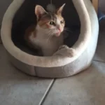 Cozy Cartoon Cat Bed: Removable, Washable, & Foldable Delight photo review