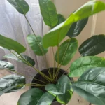 Lifelike 18-Leaf Tropical Palm Tree for Effortless Decor photo review