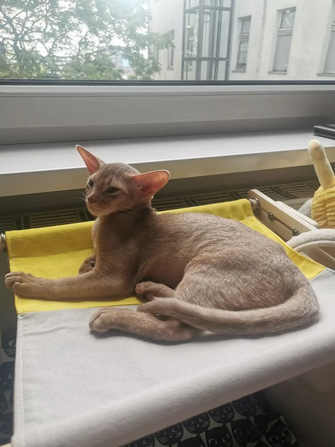 Cozy Cat Hammock with Window View & Wooden Stand photo review